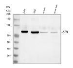 SP4 Polyclonal Antibody