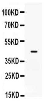 SP5 Antibody in Western Blot (WB)