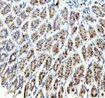 SP6 Antibody in Immunohistochemistry (Paraffin) (IHC (P))