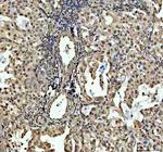SP6 Antibody in Immunohistochemistry (Paraffin) (IHC (P))