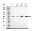 SP6 Antibody in Western Blot (WB)