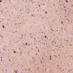 SPARCL1 Antibody in Immunohistochemistry (Paraffin) (IHC (P))