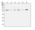 SPARCL1 Antibody in Western Blot (WB)