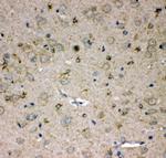 SPARCL1 Antibody in Immunohistochemistry (Paraffin) (IHC (P))