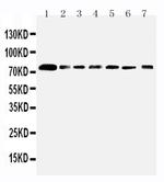 SPARCL1 Antibody in Western Blot (WB)