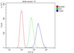 CD43 Antibody in Flow Cytometry (Flow)
