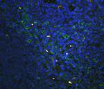 CD43 Antibody in Immunohistochemistry (Paraffin) (IHC (P))