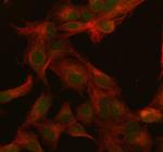 SRSF3 Polyclonal Antibody