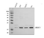 SRSF3 Antibody in Western Blot (WB)