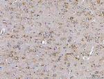 SSR3 Antibody in Immunohistochemistry (Paraffin) (IHC (P))