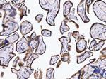 SSR3 Antibody in Immunohistochemistry (Paraffin) (IHC (P))