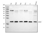 SSR3 Antibody in Western Blot (WB)