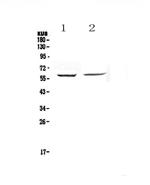 STAM Polyclonal Antibody