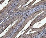 PC4 Antibody in Immunohistochemistry (Paraffin) (IHC (P))