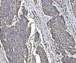 PC4 Antibody in Immunohistochemistry (Paraffin) (IHC (P))