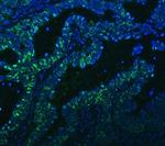 PC4 Polyclonal Antibody