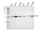 PC4 Antibody in Western Blot (WB)