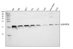 PC4 Antibody in Western Blot (WB)