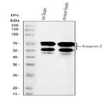 Synapsin II Polyclonal Antibody