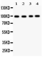Synaptopodin Polyclonal Antibody