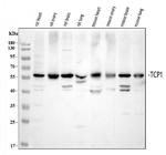 TCP1 Antibody in Western Blot (WB)