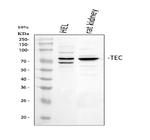 TEC Antibody in Western Blot (WB)