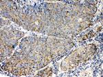 TECTA Antibody in Immunohistochemistry (Paraffin) (IHC (P))