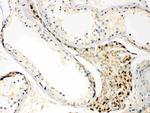 TECTA Antibody in Immunohistochemistry (Paraffin) (IHC (P))
