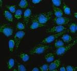 TFAM Polyclonal Antibody