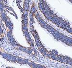 TFAM Antibody in Immunohistochemistry (Paraffin) (IHC (P))
