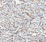 TFAM Antibody in Immunohistochemistry (Paraffin) (IHC (P))