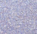 TFAM Antibody in Immunohistochemistry (Paraffin) (IHC (P))