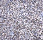 TFAM Antibody in Immunohistochemistry (Paraffin) (IHC (P))