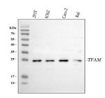 TFAM Antibody in Western Blot (WB)