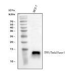 TFF1 Antibody in Western Blot (WB)