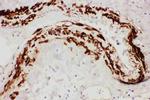 TFPI Polyclonal Antibody