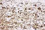 Tyrosine Hydroxylase Antibody in Immunohistochemistry (Paraffin) (IHC (P))