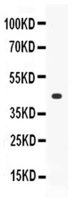 Thrombopoietin Polyclonal Antibody