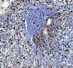 CD90 Antibody in Immunohistochemistry (Paraffin) (IHC (P))