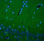 CD90 Polyclonal Antibody