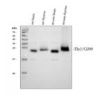 CD90 Antibody in Western Blot (WB)