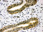 TIMP4 Polyclonal Antibody