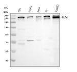 Talin 1 Antibody in Western Blot (WB)