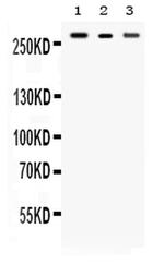 Talin 2 Antibody in Western Blot (WB)