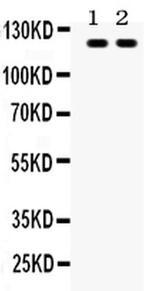 TLR8 Polyclonal Antibody