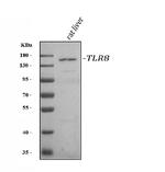 TLR8 Antibody in Western Blot (WB)