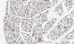 TNFAIP1 Antibody in Immunohistochemistry (Paraffin) (IHC (P))