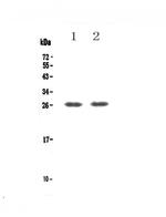 GITR (TNFRSF18) Polyclonal Antibody