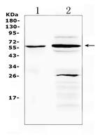 TNFR1 Polyclonal Antibody