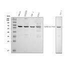 TNFR2 Polyclonal Antibody